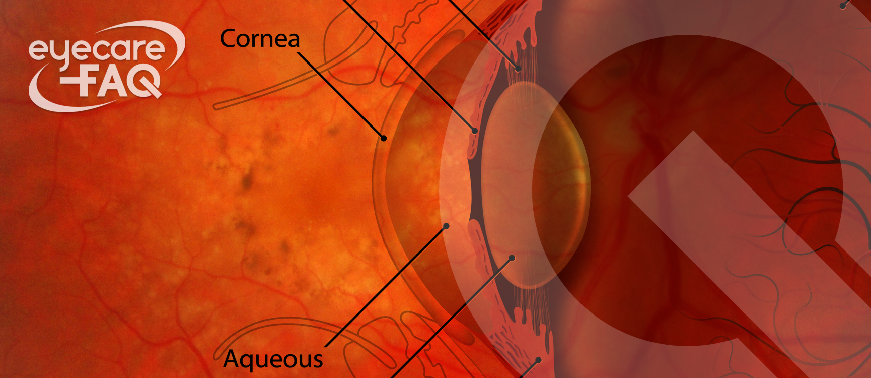 parts of the eye